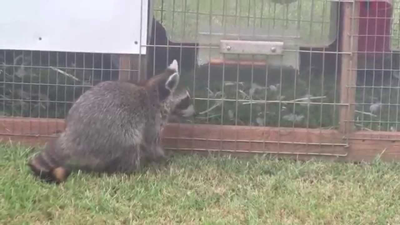 Raccoon raiding Chicken Pen