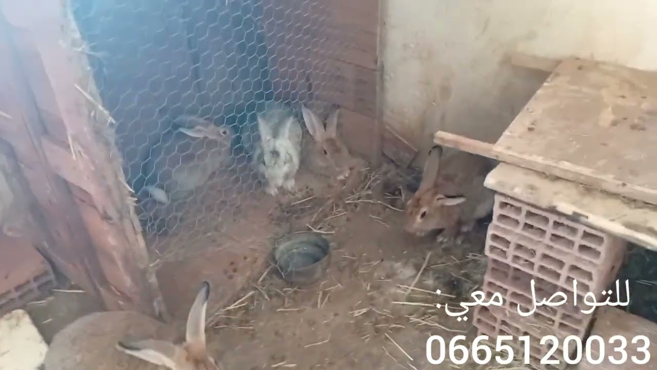 مزرعة الأرانب 🐰🐇