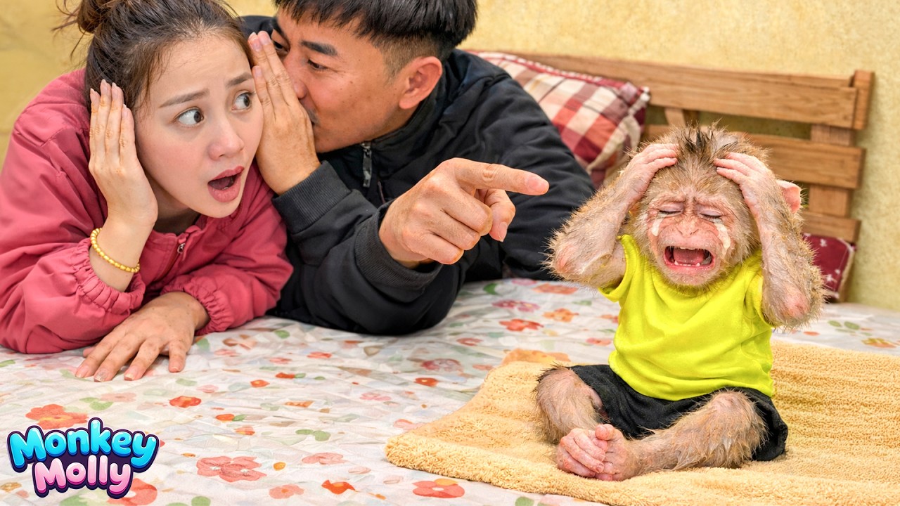 The moment Monkey Molly throws a tantrum when her parents hide a secret from her