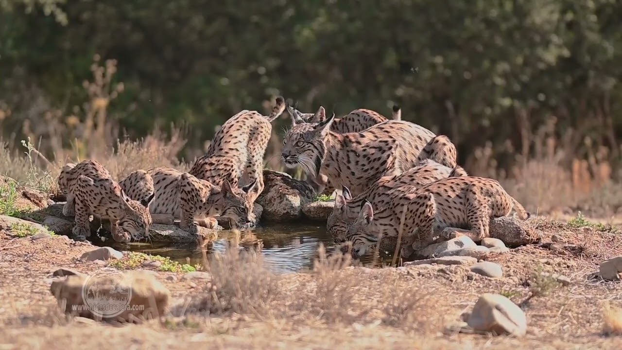 Lynx and raptors photo tour