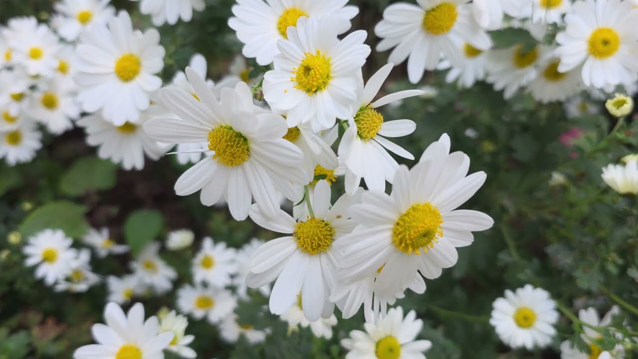 구절초꽃🌼| 추운날씨에 꽃이가득 | 가을꽃 | 꽃 | 예쁜꽃 | 흰꽃 | 들국화