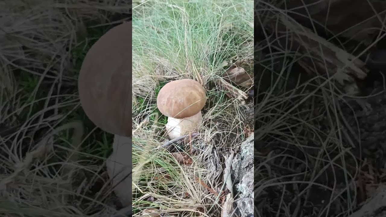 Penny bun | #mushroom #edible #ediblemushrooms #fungi #nature #outdoors