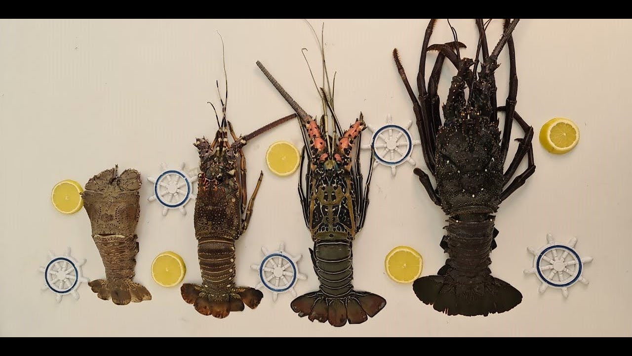 انواع الاستكوزا واسهل طريقة لتنظيفها  Lobster Species , Easy way to clean