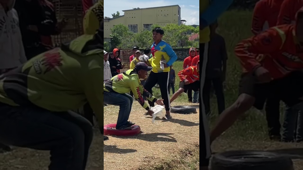 Abm Palu VS Singa Putih Makassar #merpati #merpatibalap #shorts #shortvideo #video #viralvideo