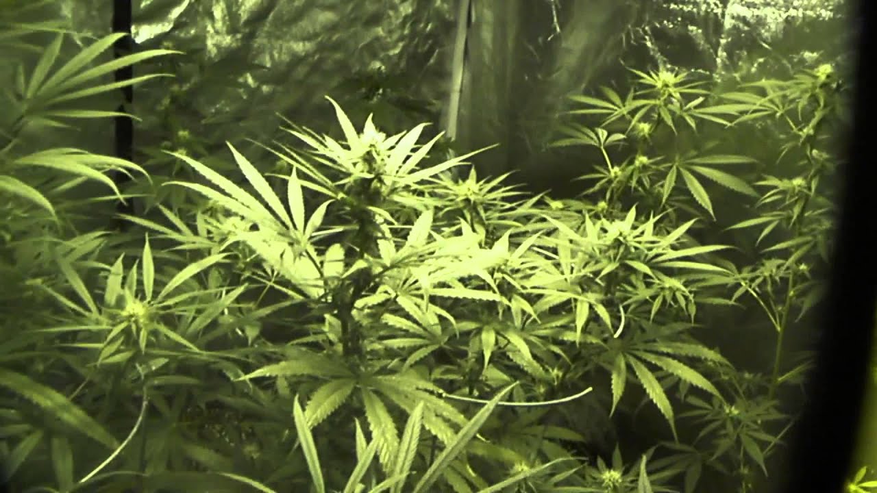 Week 4 Medical Marijuana Age Old Organics Advanced Line