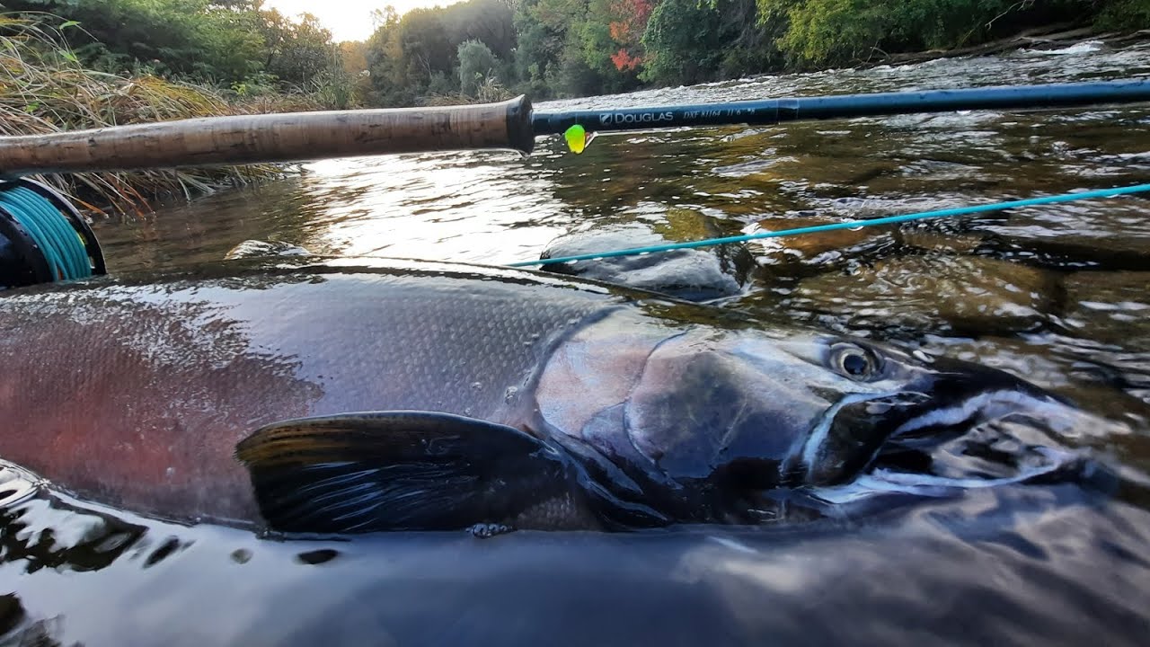 September 27, 2023 - Salmon River, Pulaski NY - Another hour on the river - Male Coho