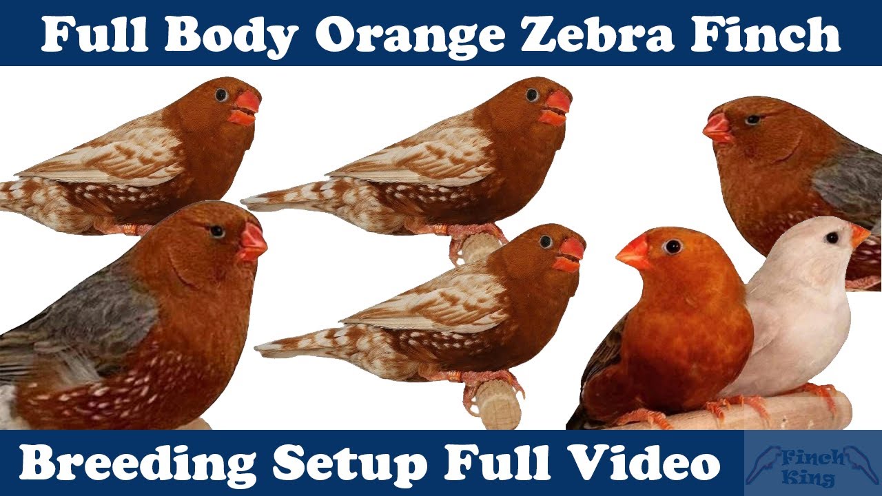 Full Body Orange Zebra Finch Breeding Setup