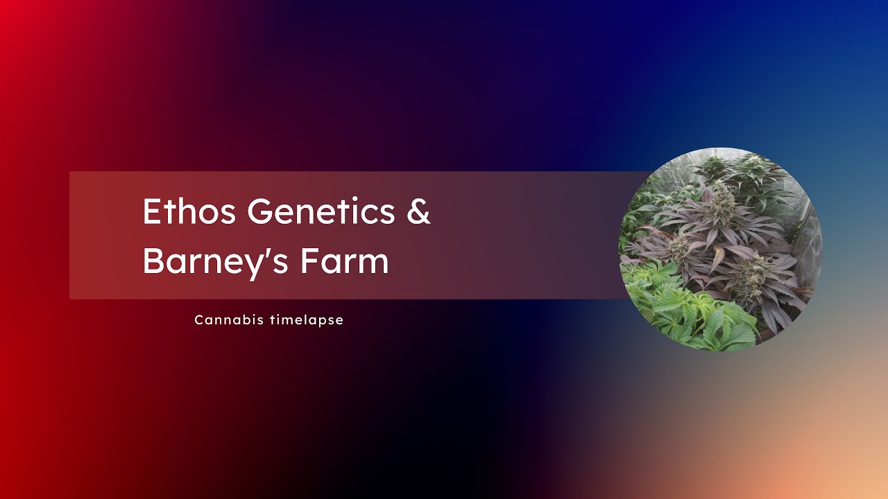 Cannabis Timelapse - Ethos Genetics (Big Detroit Rbx - Booberry Cookies RbX - Grandpa's Cookies Rbx)