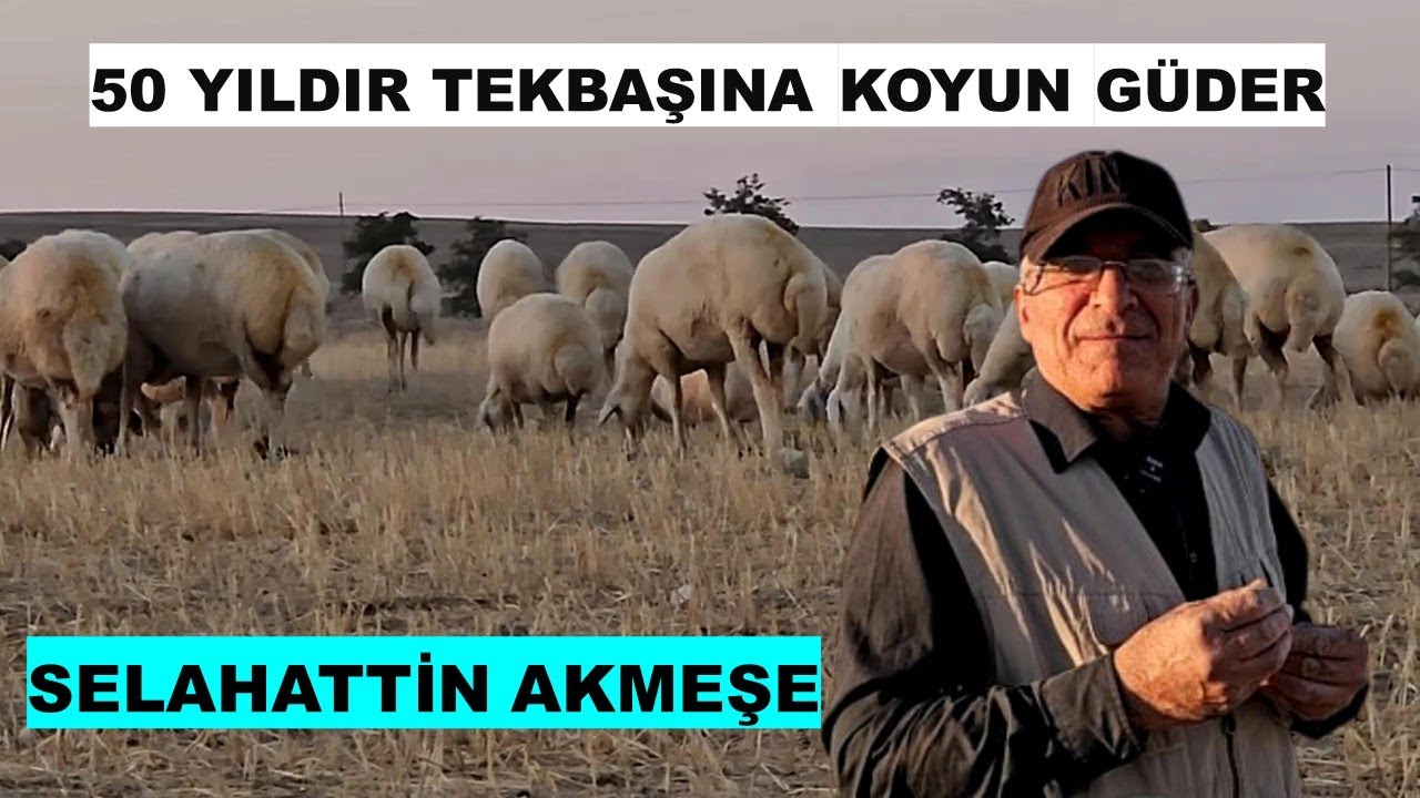 50 YILDIR TEKBAŞINA KOYUNA GİDER VE KOYUNU HEP ETLİ
