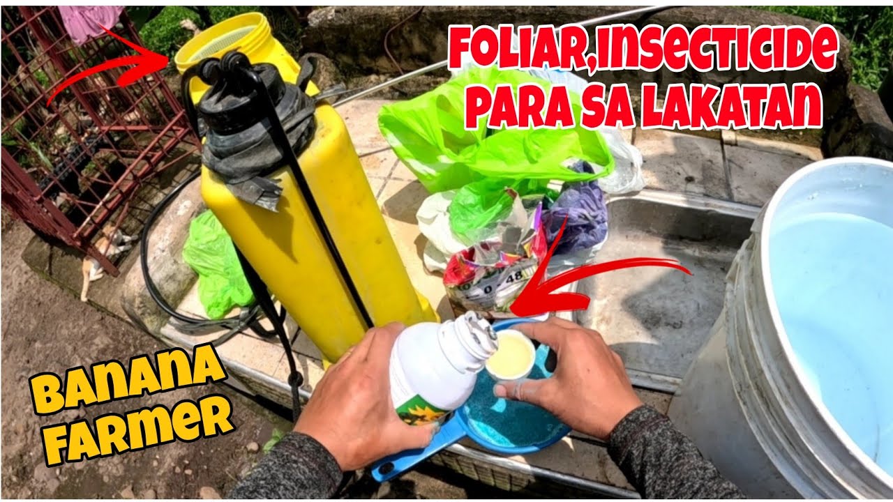 INSECTICIDE,FOLIAR PARA SA LAKATAN.BANANA FARMING.PAANO MAG SPRAY NG BUNGA NG SAGING.