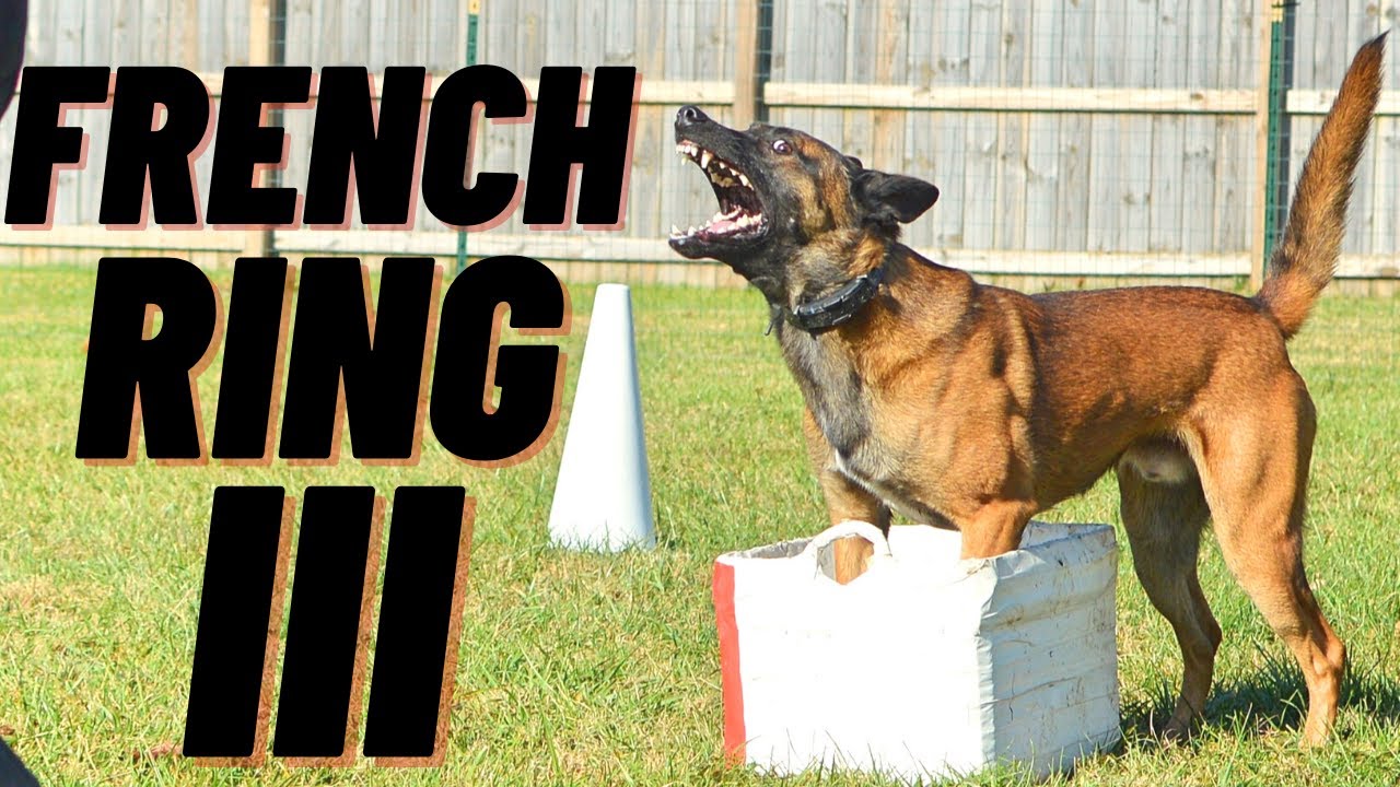 PINNACLE OF K-9 COMPETITION!! FRENCH RING 3 // BELGIAN MALINOIS // ANDY KRUEGER