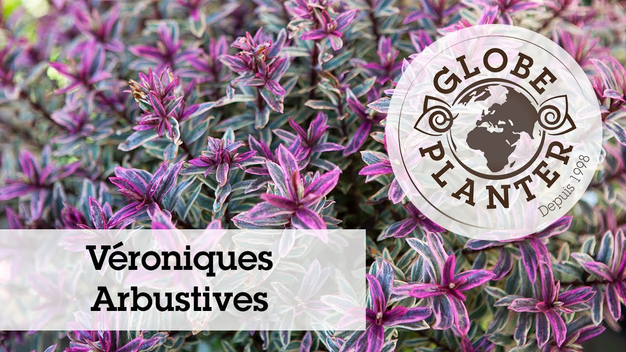 Véroniques Arbustives : Une collection unique