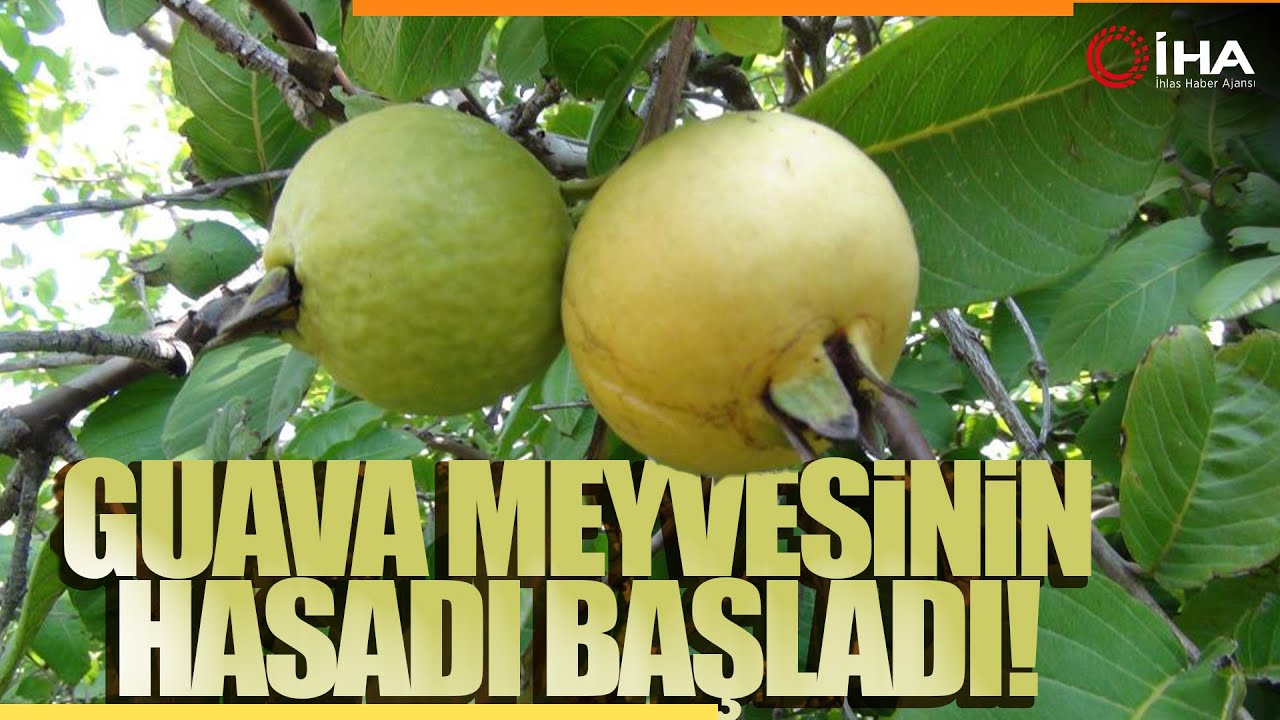 Mersin’de Tropikal Meyve Guavanın Hasadına Başlandı