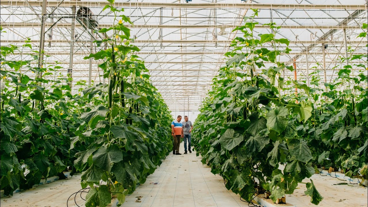Producción de PIMIENTO y PEPINO en increíbles Invernaderos de Almería 🌶️🥒