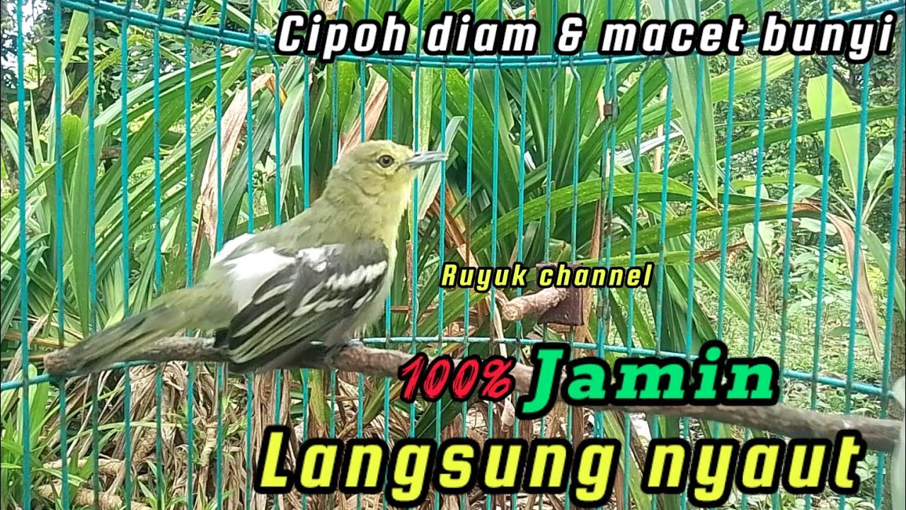 Cipoh Diam dan macet bunyi Hanya Hitungan Detik 💯%Jamin Langsung Nyaut☑️