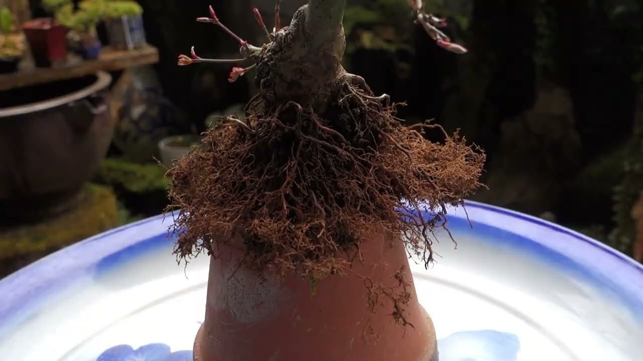 2022年の取り木からザル植えにしたイロハモミジの成長記録 （ ♯170・♯351のその後）♯584