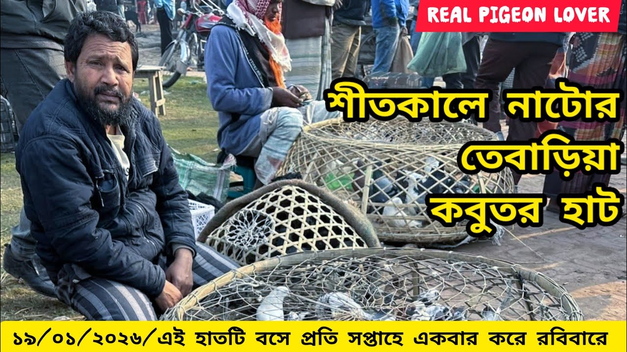 The Biggest pigeon Market🔥in north Bengal!natore tebaria Pigeon!Market Pigeon Market#Realpigeonlover