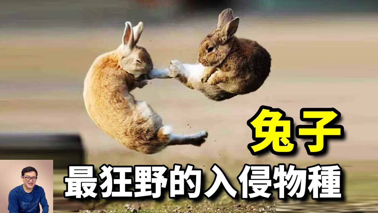 撕咬毒蛇，同類相食！3年生5萬只後代，世界百大入侵物種&mdash;&mdash;兔子【老肉雜談】#動物 #寵物 #兔子 #野兔 #rabbit
