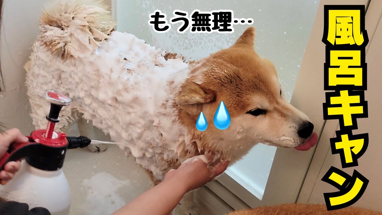 風呂キャンセル界隈の柴犬、時短となる救世主(泡スプレー)現る