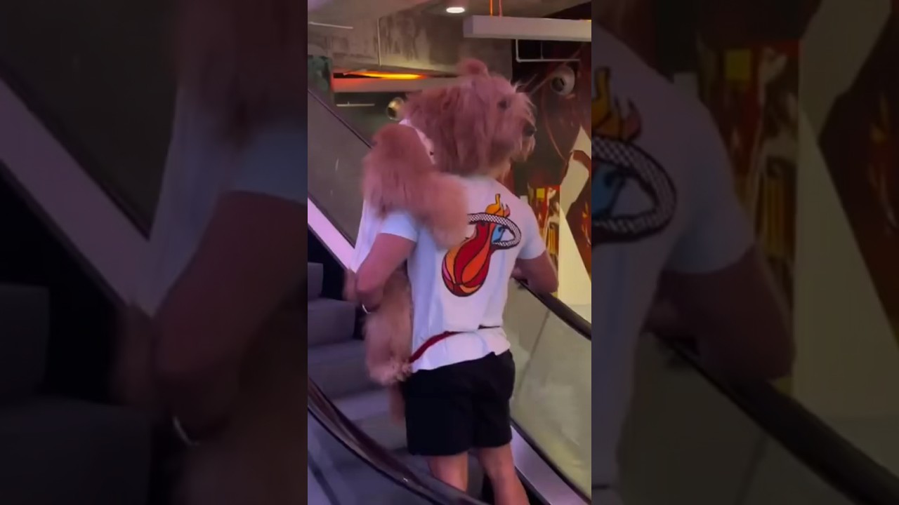 How I carry my dog on escalators! #goldendoodle #dogdad #escalator