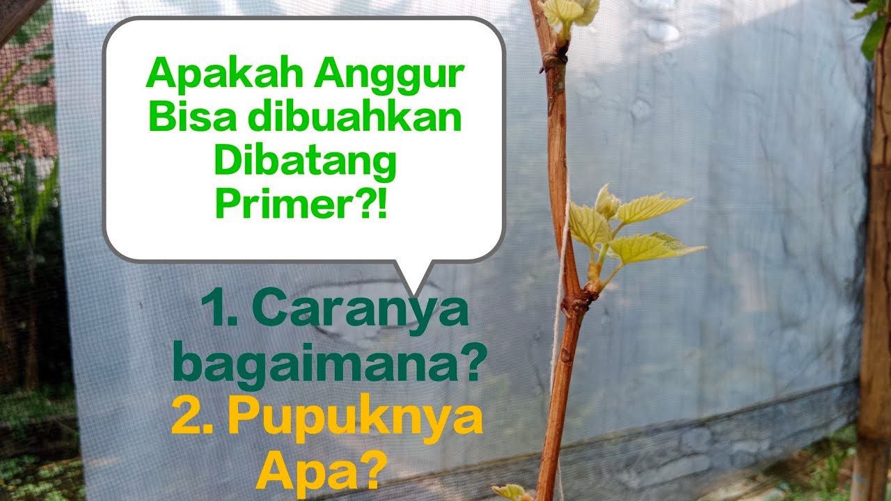Membuahkan anggur dibatang primer bisa nggak⁉️ Caranya Bagaimana⁉️