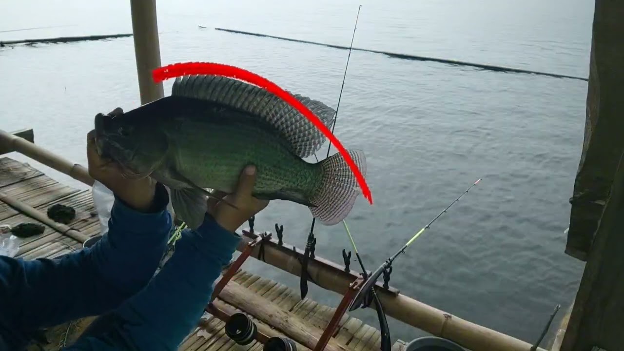 MANCING JATILUHUR TERBARU//BEBEREBETANWAE LURR