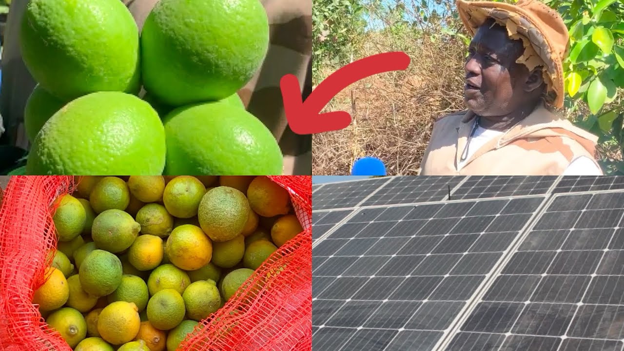 Abdou Wahab NDIAYE un ingénieur agronome sur la technique agricole très efficace, quel..!