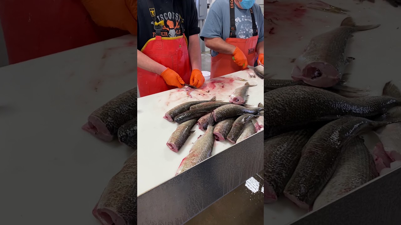 Whitefish processing. AWESOME