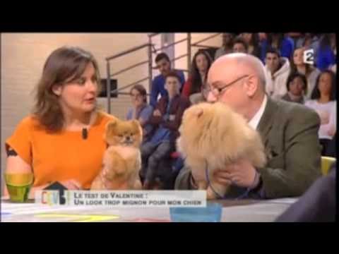 Pr&eacute;sentation de la race Spitz Allemand sur le plateau de Stephane Bern