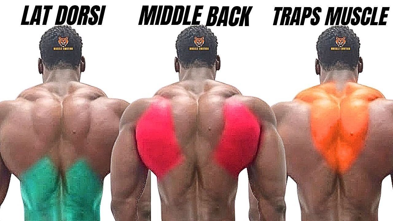 TOP 5 LAT MIDDLE BACK AND TRAPS WORKOUT WITH DUMBBELLS BARBELL CABLE  ONLY AT HOME OR GYM