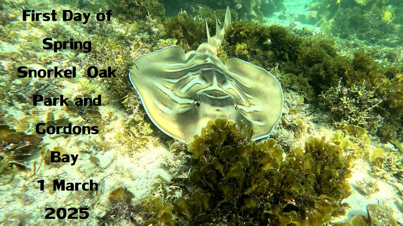 First Day of Autumn Snorkel - Oak Park and Gordons Bay - 1 March 2025