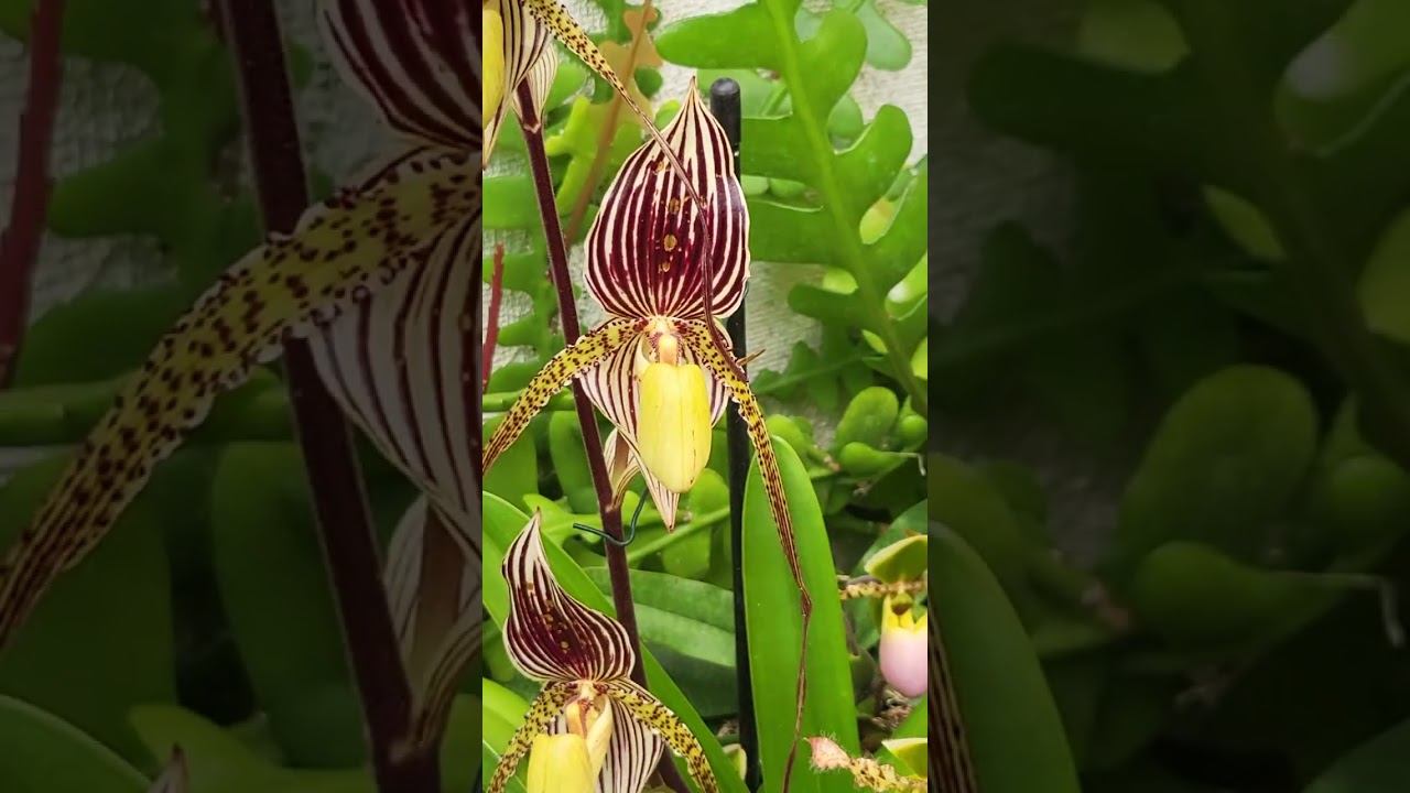 Paphiopedilum Rotschildianum 2023 : Orchidées en Algarve