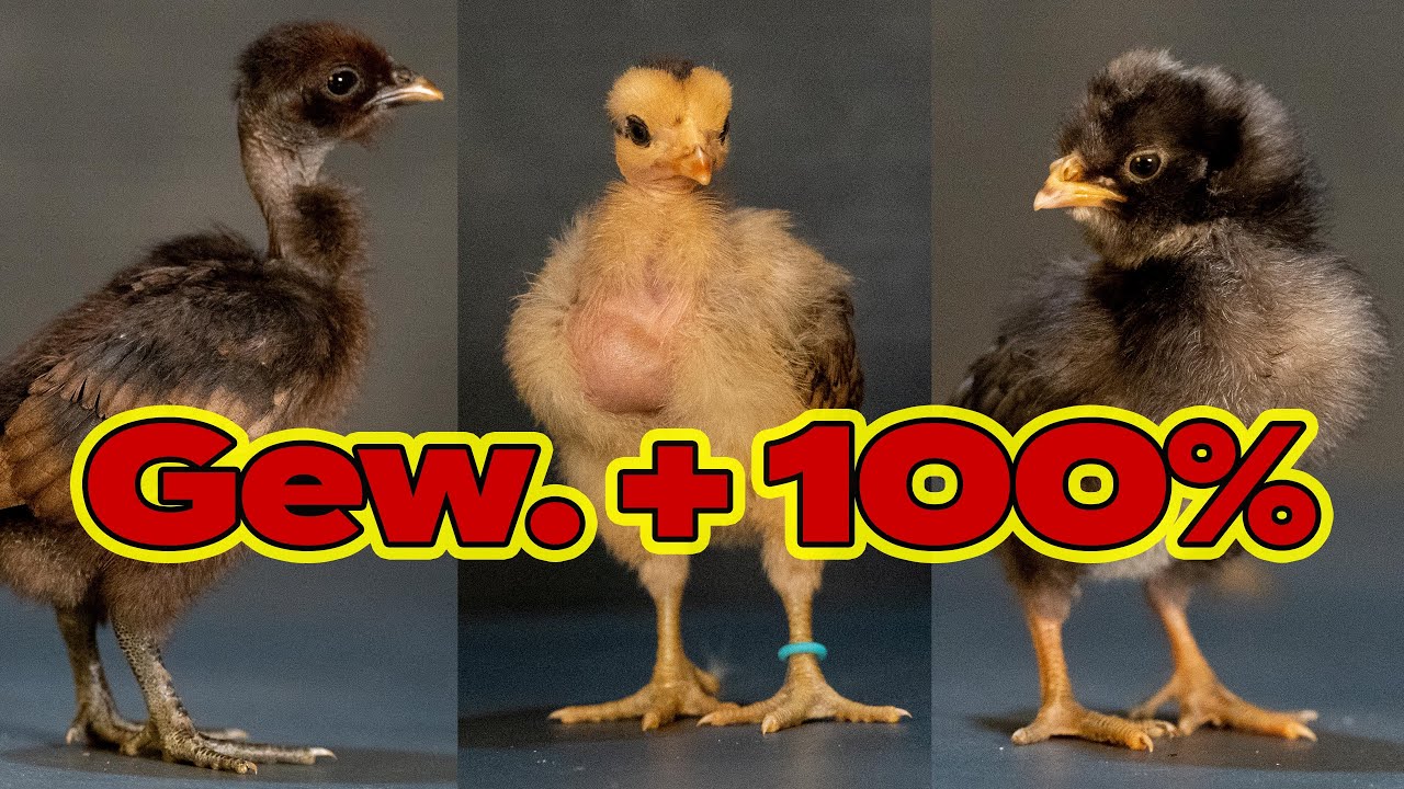 Küken Tag 7 & 14: Gewicht verdoppelt! Hahn oder Henne? Drei Impfungen