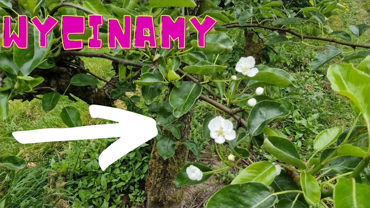 Niderlandy praca: wycinamy kwiaty na gruszy
