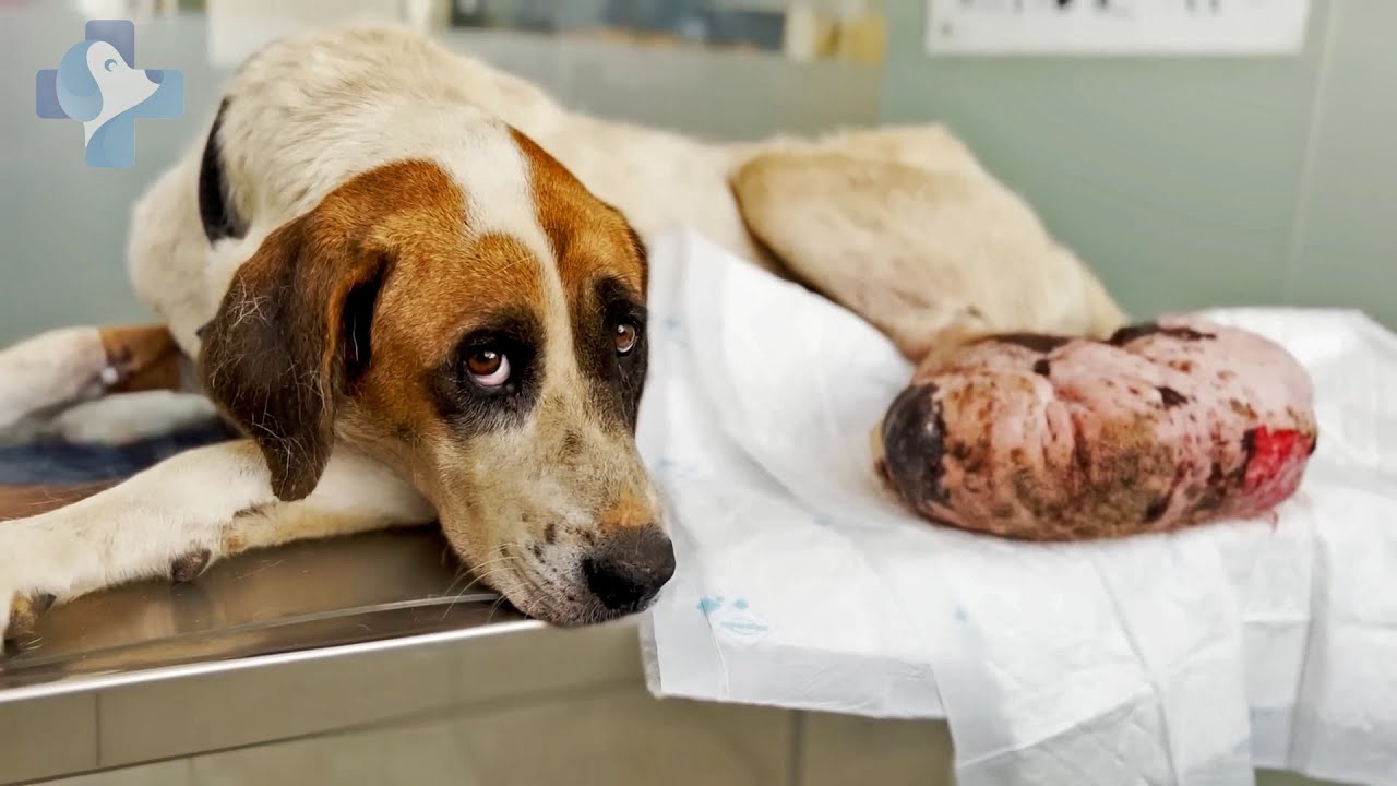 Homeless Dog With Football Sized Tumor on Her Foot Was Crying For Help Before her VET Rescue
