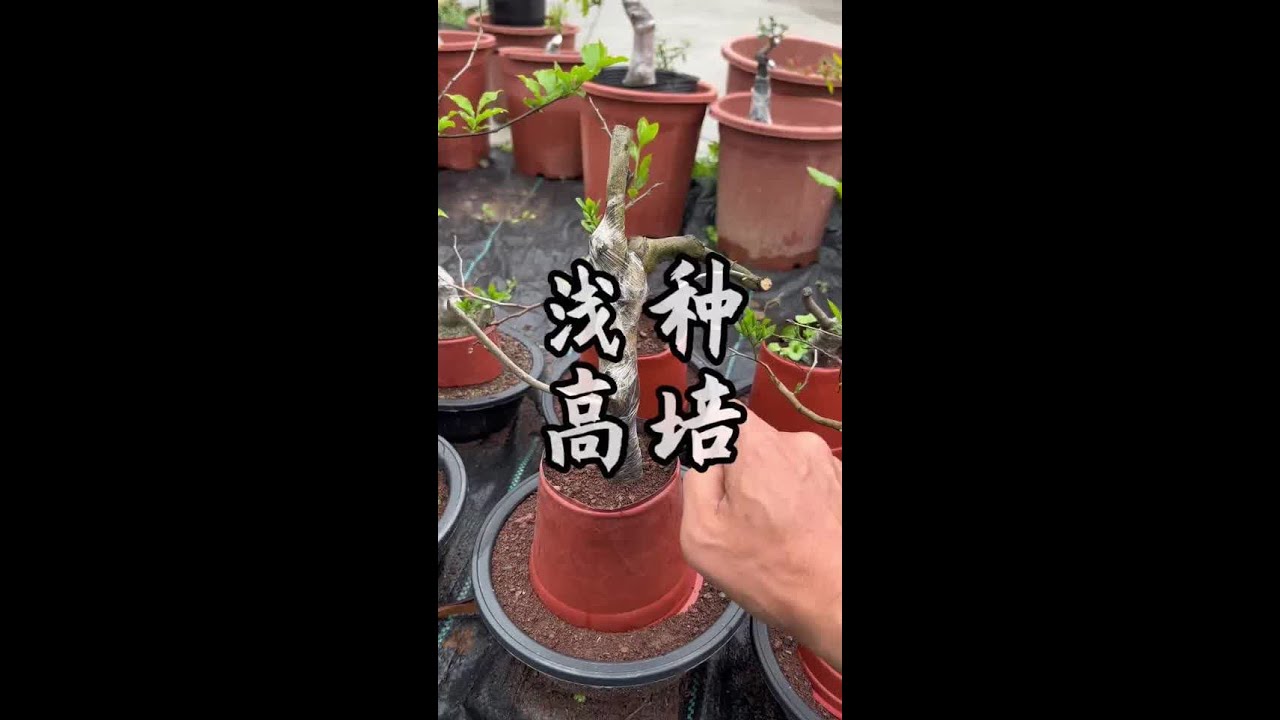 重复发一遍以前发过的视频，因为最近很多粉丝深埋把树养死了。#金弹子#老鸦柿#盆景 #花卉绿植 #趴皮哥