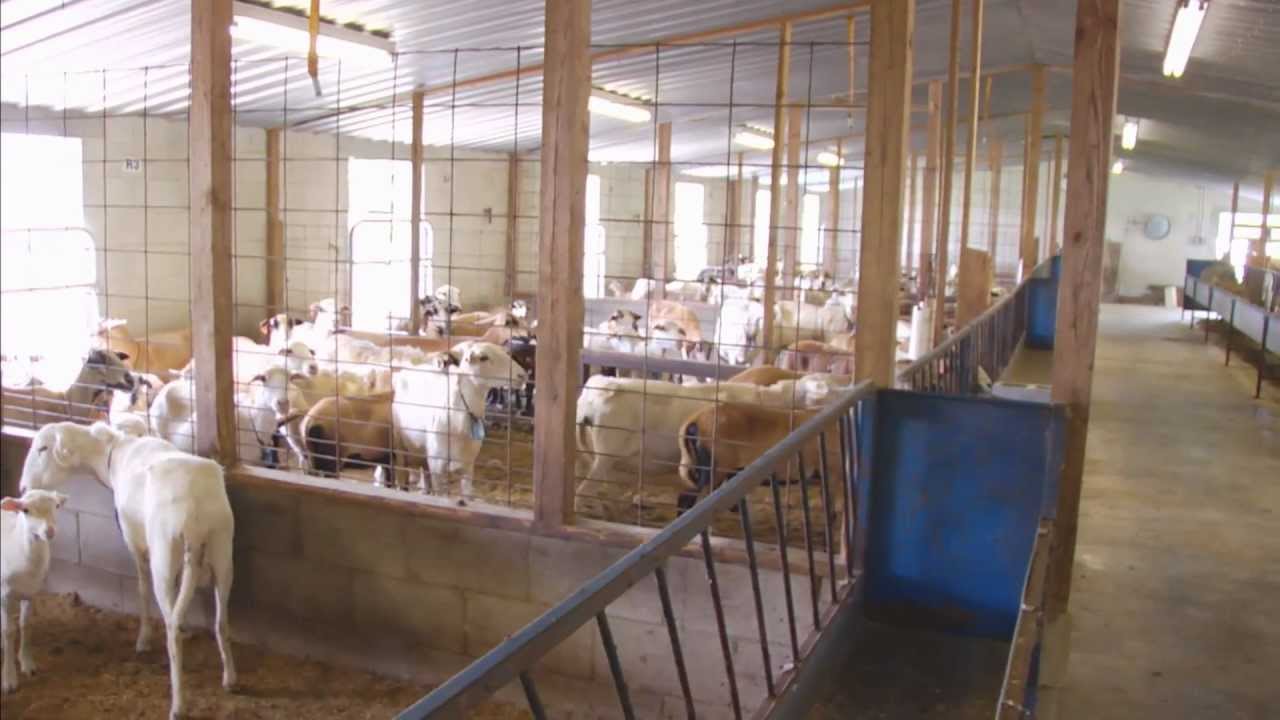 VSU Small Ruminants