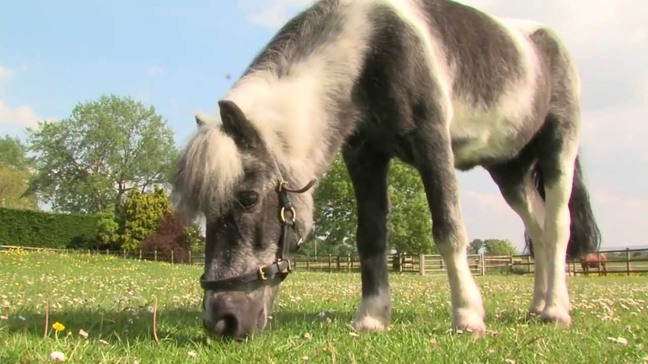 Family pony Shadow is Rehomed Horse of the Year 2013
