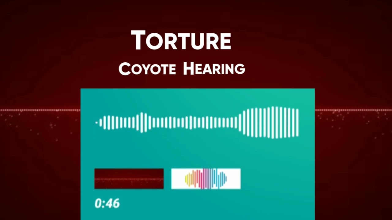 Coyote Hearing | Torture