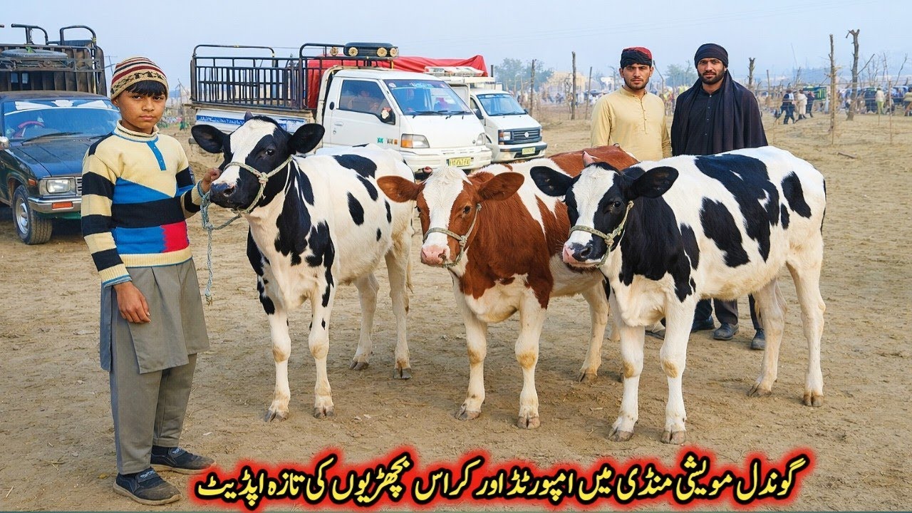 Today Gondal Mandi latest update 03 March 2026!imported heifers Fresh Rate on Gondal Mandi!#cow#farm