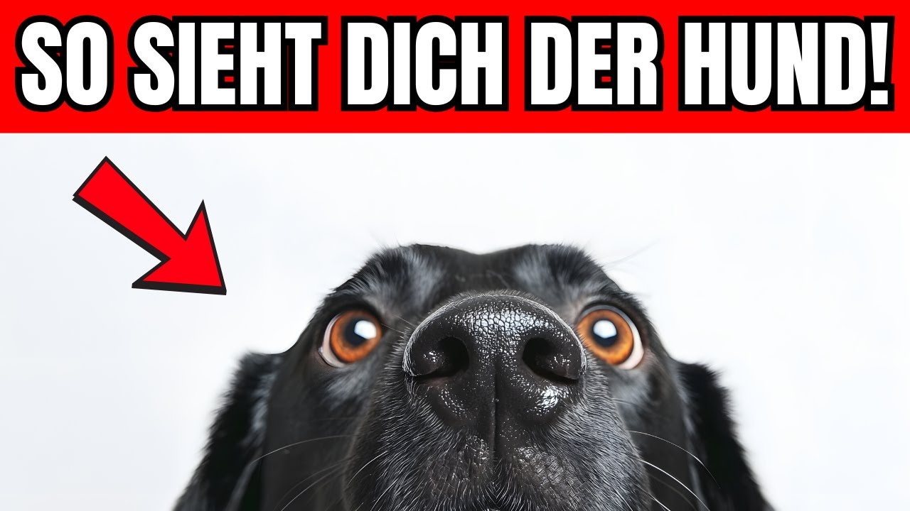 Dein Hund denkt NICHT, dass du ein Mensch bist &ndash; die Wahrheit schockiert!