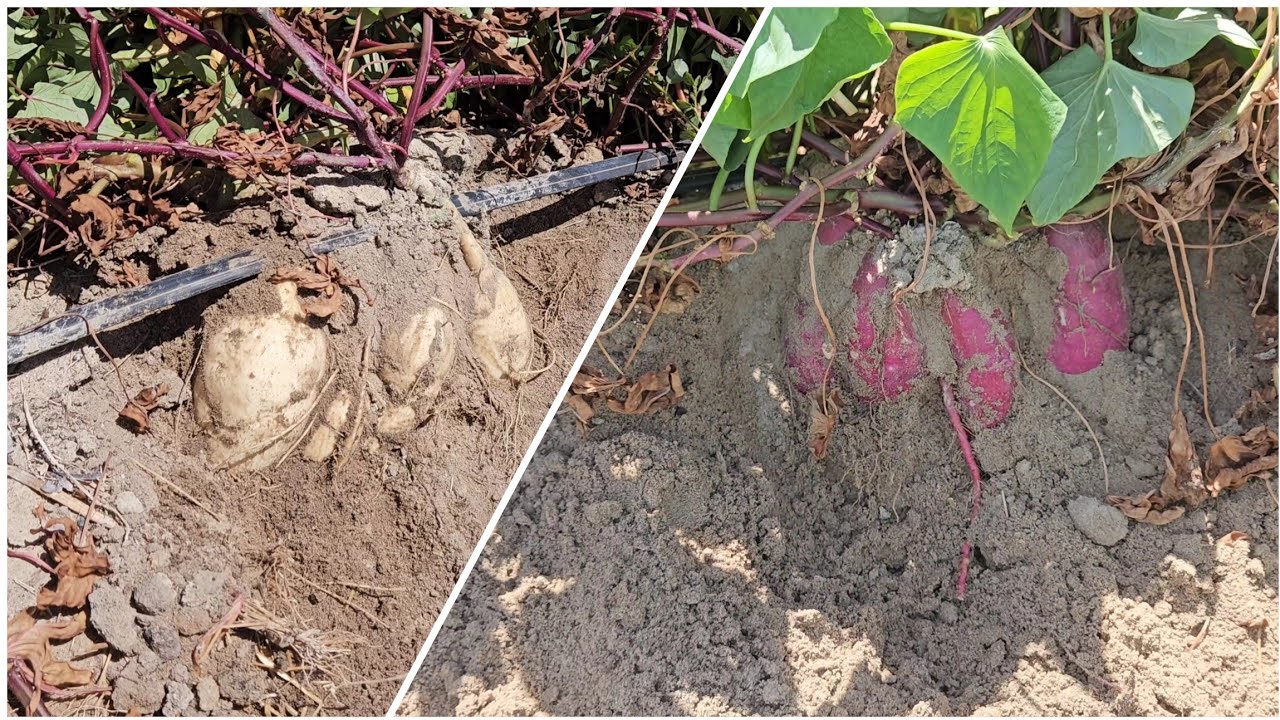 Confiram o vingamento dessa batata doce branca/ Estamos animados com ela + vingamento da roxa