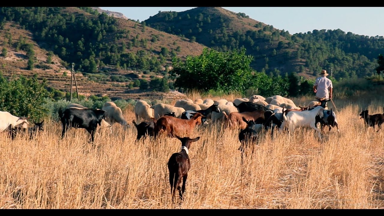 Un día con un ganado de ovejas y cabras (primera parte, 2019)