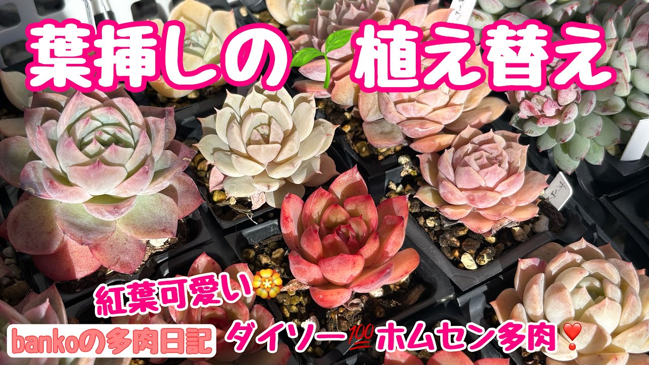 【多肉日記#346】葉挿しめちゃ出る🌱ホムセン多肉🏵️〇〇〇で根っこを育てる🌿冬でも植え替える理由🪴