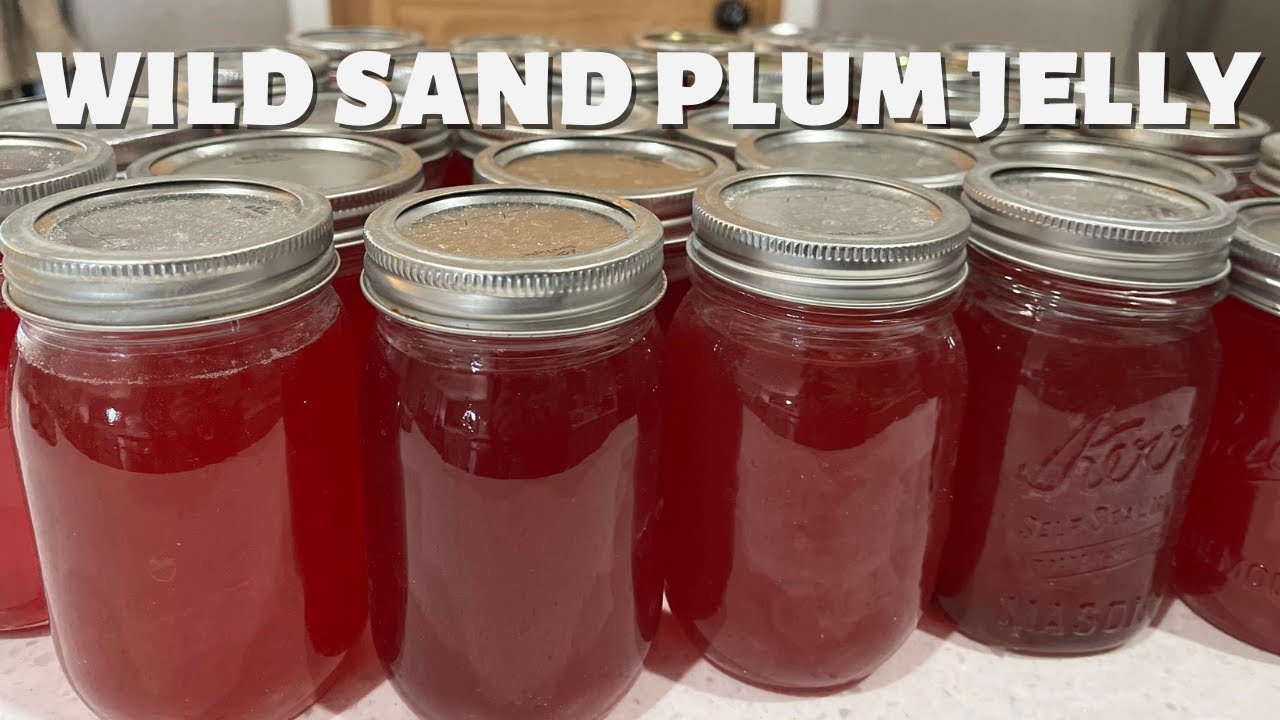 MAKING & CANNING THE VERY BEST SAND PLUM JELLY | EASY RECIPE | WATER BATH CANNING | 3INGREDIENT