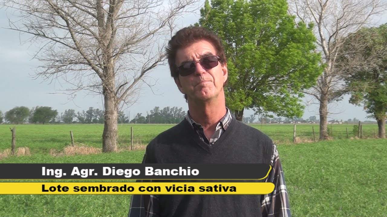 Vicia sativa para rotación de cultivos en establecimientos agrícolas / GPS Semillas