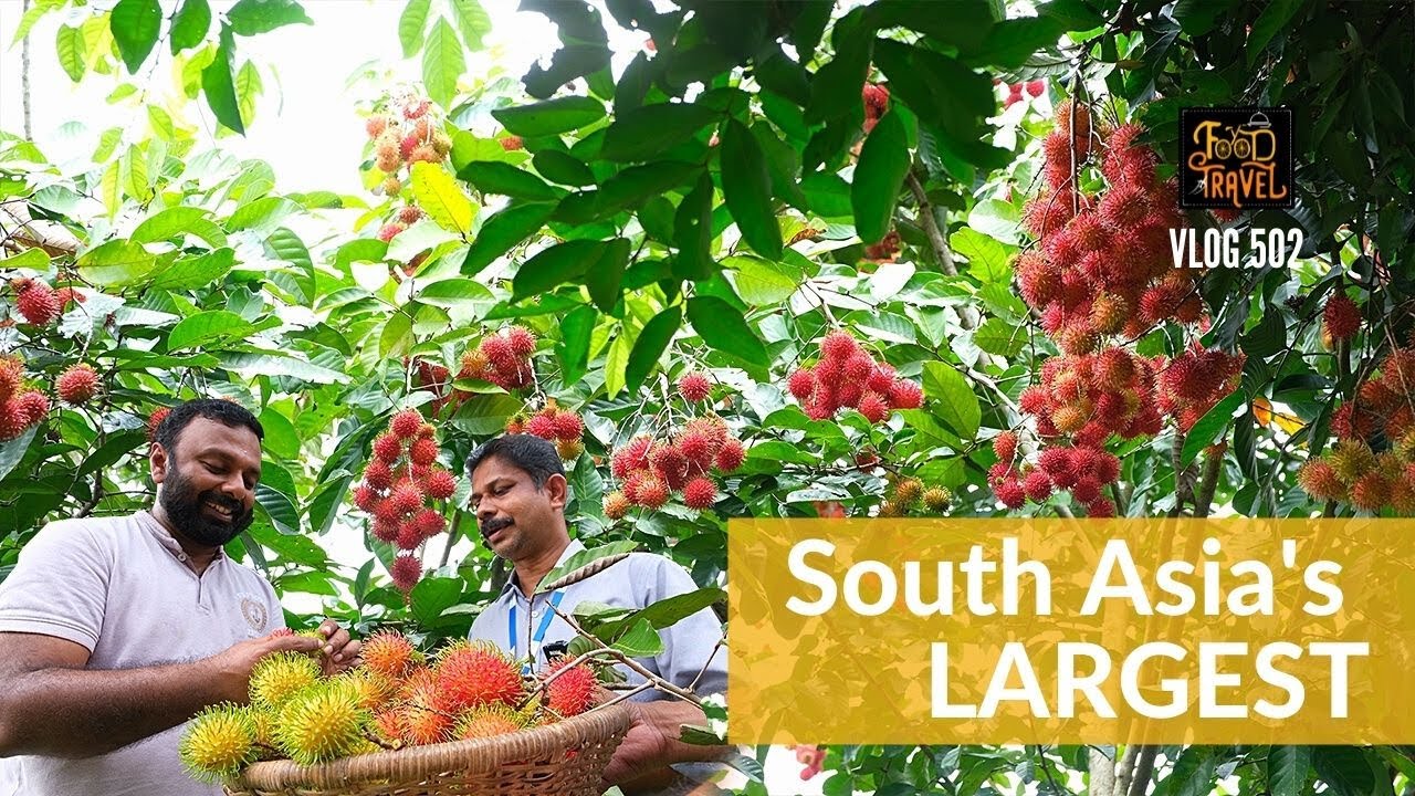 South Asia's Largest Exotic Fruit Nursery in Kerala | റംബുട്ടാൻ മുതൽ ദുറിയൻ വരെ