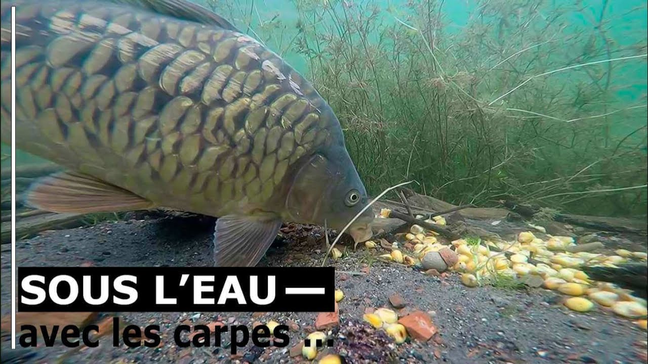 Sous l’eau avec les carpes : révélations surprenantes sur leur comportement