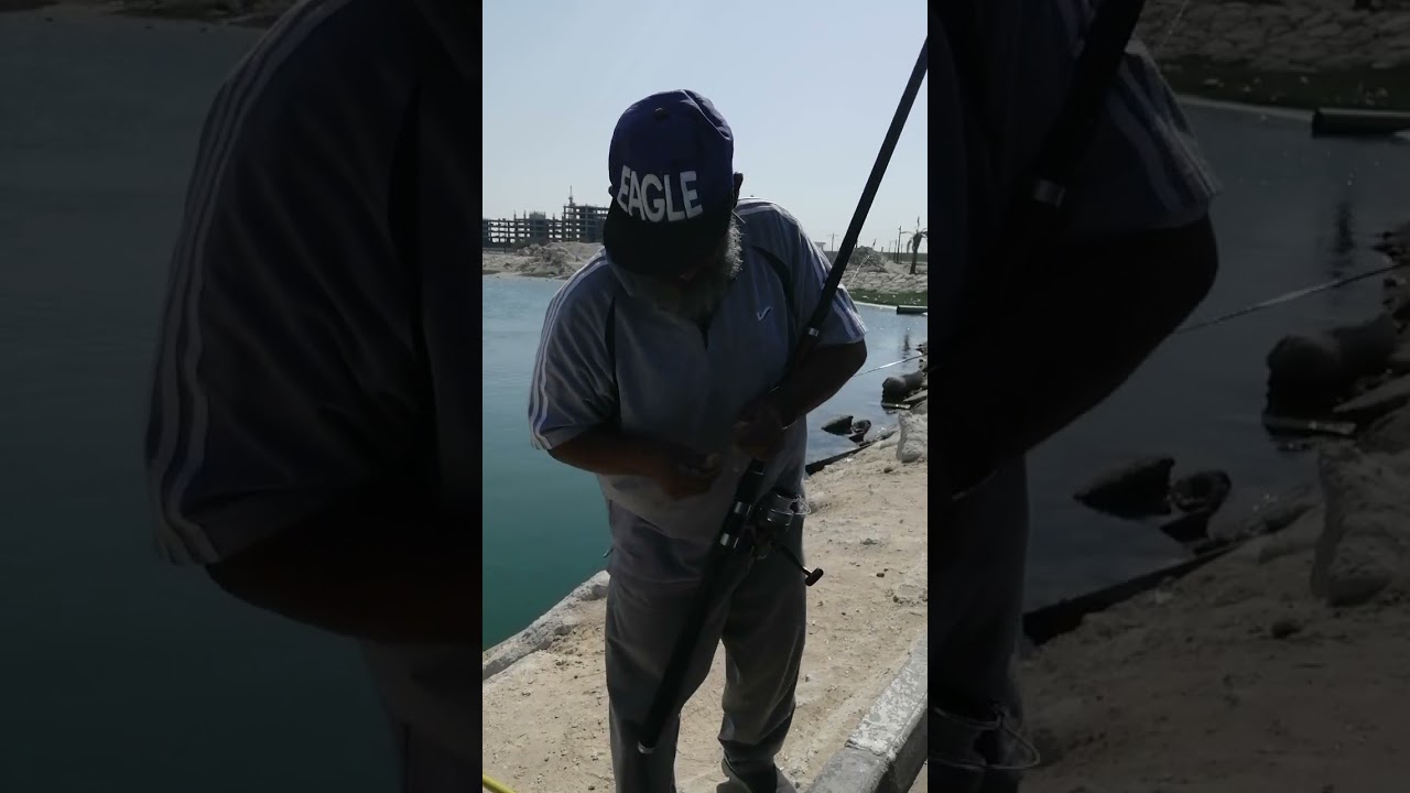 طعم. السبيطي.  والهامور.    والكنعد.