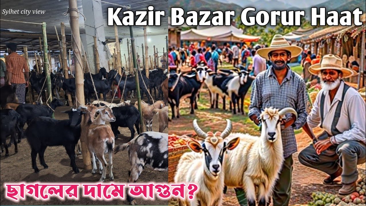 Sylhet Kazir Bazar Gorur Haat today. ছাগলের দামে আগুন! নাকি পানি।